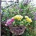 GAZEBOS - Hanging baskets and planters